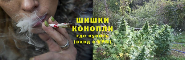 шишки Верея